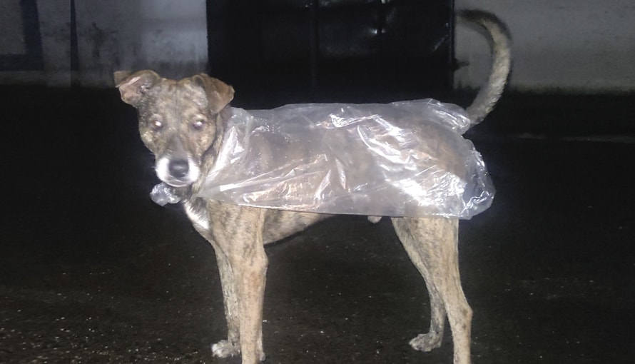 “Es para que no se me enferme”: Familia protege a su perro de la lluvia y se viraliza