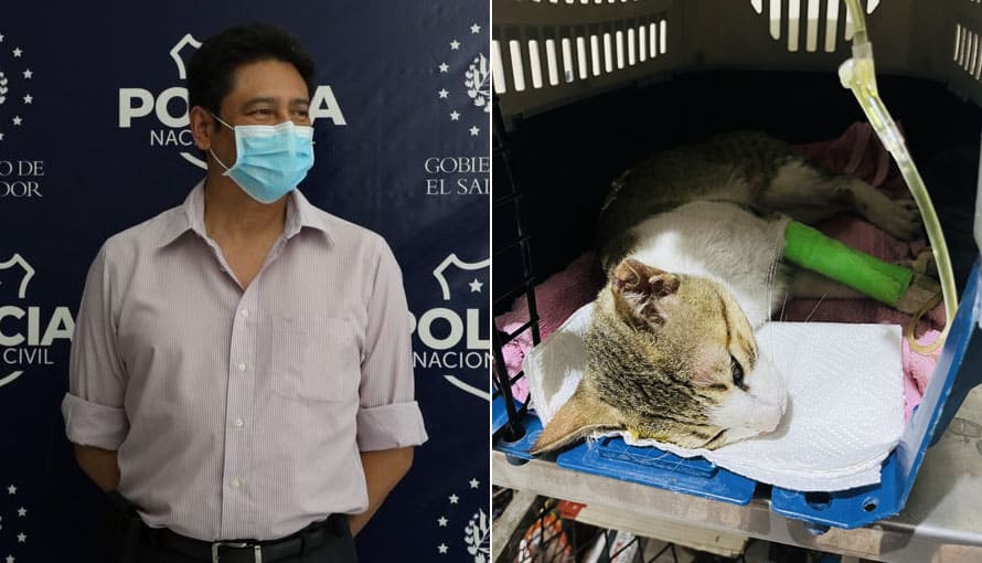 Capturan a doctor que atropelló a un gato en San Miguel
