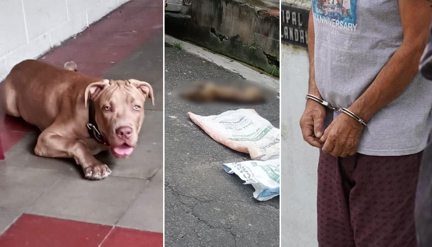 Capturan a dueño de Pitbull que le causó la muerte a otro perro en Ciudad Delgado