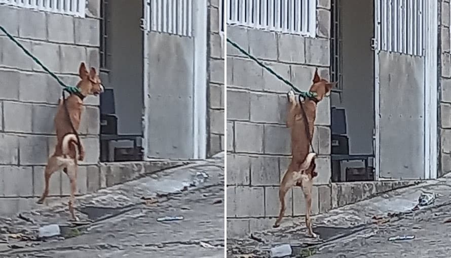 Denuncian a iglesia por dejar amarrado a un perro con lazo corto en Tonacatepeque