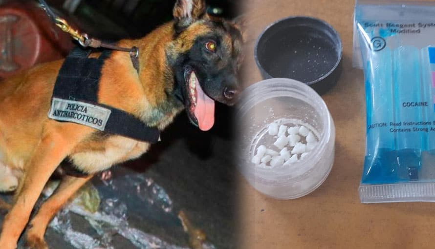 Agentes caninos rastrean en todos los lugares posibles hasta encontrar droga en la comunidad Tutunichapa
