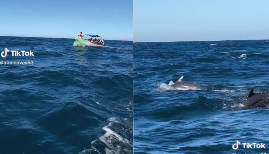 Salvadoreños en busca de ballenas y se sorprenden al encontrar una impresionante manada de delfines